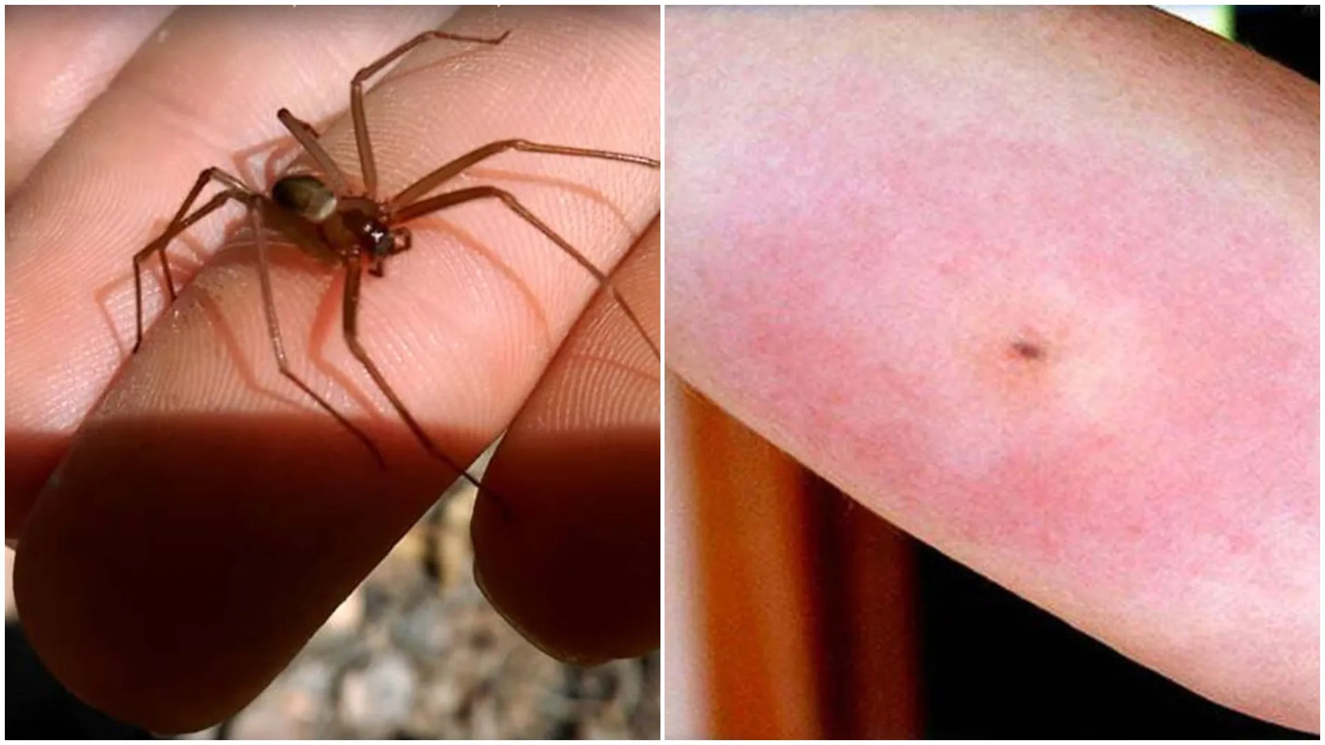 Araña de rincón en una esquina del hogar